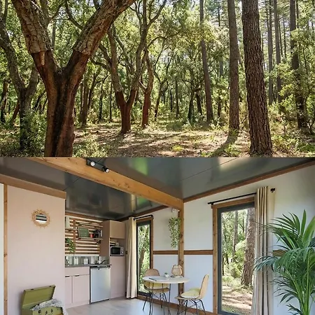 La Foret Paloma, * Léon